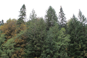PNW Woods