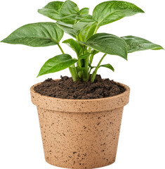 Green plant in a pot