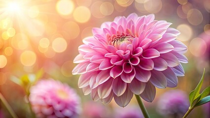 Fototapeta premium Close-up of Delicate Pink Flower with Dreamy Background, Softness of Nature, Serenity in Gentle Light, Floral Beauty, Nature Photography, Tranquil Moments, Blooming Petals