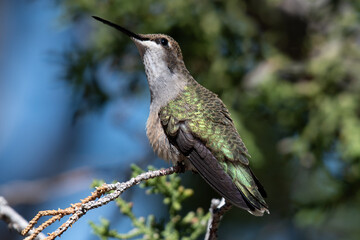 hummingbird fluffing feathers