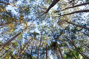 Bottom-up view green pine forest. Natural carbon sink fight climate change. Sustainability in carbon-neutral ecosystems. Green and sustainable environment.