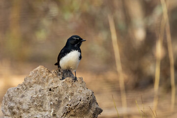 Obraz premium The Willie Wagtail (Rhipidura leucophrys) is a small, active bird with a glossy black upper body, white underparts, and a long, fanned tail that it frequently wags.