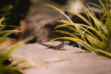 A vibrant common wall lizard (Podarcis muralis) basking in the sun, blending into the bushy environment. Capturing the natural beauty of this native reptile in its natural habitat in the wild.