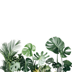 Naklejka premium Modern Monstered Plant isolated on transparent and white background. PNG cutout.