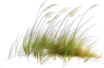 Green grass blowing in wind