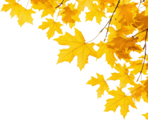 Golden autumn leaves