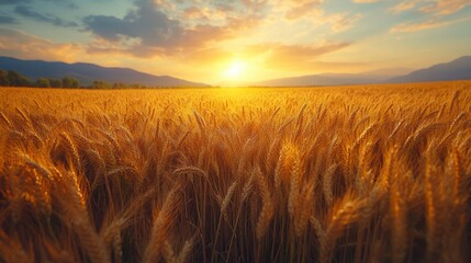 Obraz premium Golden Wheat Field Swaying Under Bright Midday Light