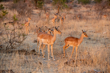 The impala or rooibok (Aepyceros melampus) is a medium-sized antelope found in eastern and southern...