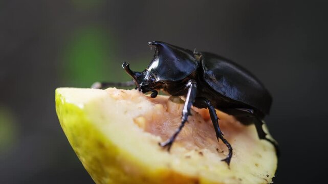 A great tropical rhinoceros beetle with eating. view of hole beetle and head. Beetle in nature. Xylotrupes gideon.