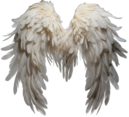 White angel wings