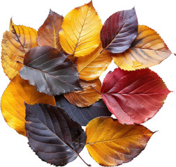 Fototapeta premium Autumn leaves in vibrant hues