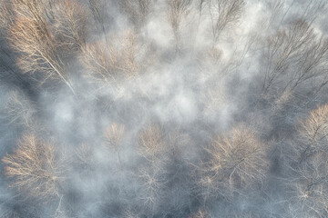 Aerial drone forest survey photograph, top down bird's eye view, woodland trees background, surveying landscape trees