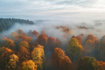 Fototapeta premium Aerial drone forest survey photograph, top down bird's eye view, woodland trees background, surveying landscape trees