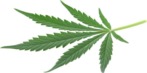 Green marijuana leaf