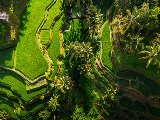 Rice fields in South east asia. Green rice fields at the beginning of harvest. Aerial view of the rice fields.