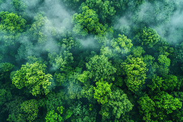 Aerial drone forest survey photograph, top down bird's eye view, woodland trees background, surveying landscape trees