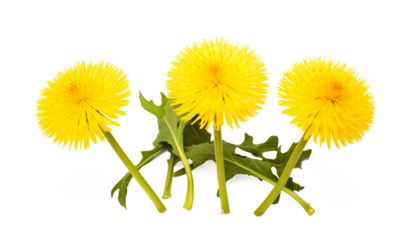 dandelion fresh yellow flowers on a transparent background