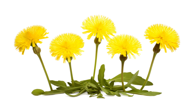 dandelion fresh yellow flowers on a transparent background