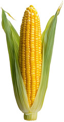Fresh ear of corn