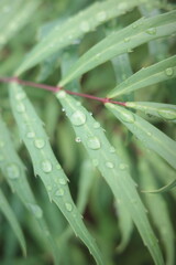 leaves on the ground