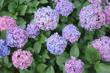 hydrangea
