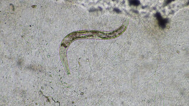 microorganisms and soil biology, with nematodes and fungi under the microscope. in a soil and compost sample