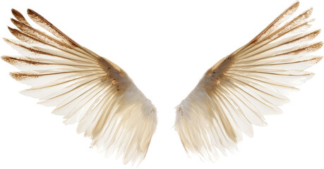 Obraz premium White angel wings