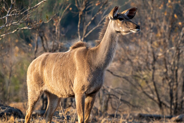 The greater kudu (Tragelaphus strepsiceros) is a large woodland antelope, found throughout eastern and southern Africa. 