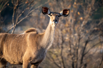 The greater kudu (Tragelaphus strepsiceros) is a large woodland antelope, found throughout eastern...