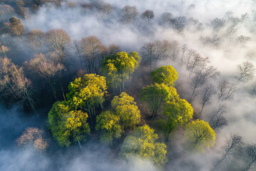 Fototapeta premium Aerial drone forest survey photograph, top down bird's eye view, woodland trees background, surveying landscape trees