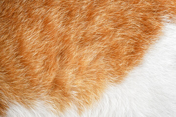 Cat fur texture background. Ginger and white cat fur texture.