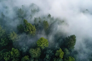 Aerial drone forest survey photograph, top down bird's eye view, woodland trees background, surveying landscape trees