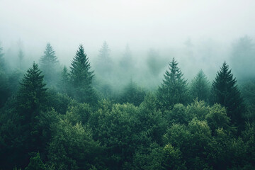 Aerial drone forest survey photograph, top down bird's eye view, woodland trees background, surveying landscape trees