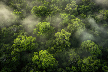 Aerial drone forest survey photograph, top down bird's eye view, woodland trees background, surveying landscape trees