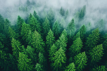Fototapeta premium Aerial drone forest survey photograph, top down bird's eye view, woodland trees background, surveying landscape trees