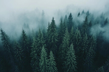 Aerial drone forest survey photograph, top down bird's eye view, woodland trees background, surveying landscape trees