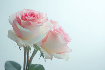 Pink and white roses isolated on white background