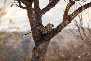 The leopard Panthera pardus is one of the five extant species in the genus Panthera. It has a pale...