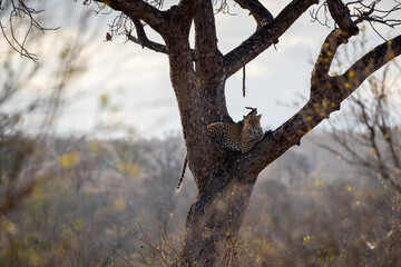 The leopard Panthera pardus is one of the five extant species in the genus Panthera. It has a pale...