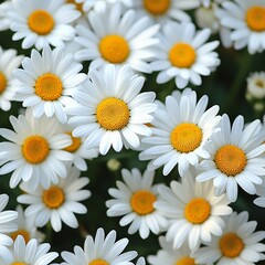 Fototapeta premium daisies on white background