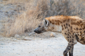 The spotted hyena is a highly successful animal, being the most common large carnivore in Africa. Its success is due in part to its adaptability and opportunism; it is primarily a hunter but may also 