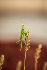 Praying Mantis Sitting on Flower