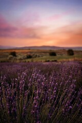 Naklejka premium Lavender Field Bumblebee