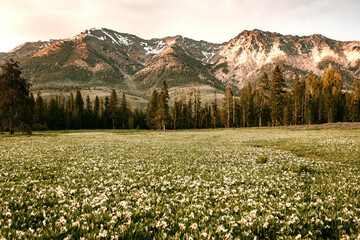 Mountains_Flowers_Meadow_Wildflowers