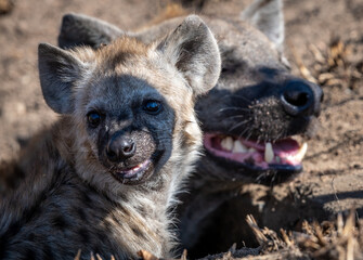 The spotted hyena is a highly successful animal, being the most common large carnivore in Africa....