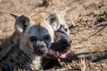 The spotted hyena is a highly successful animal, being the most common large carnivore in Africa....