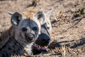 The spotted hyena is a highly successful animal, being the most common large carnivore in Africa....