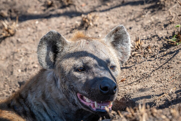 The spotted hyena is a highly successful animal, being the most common large carnivore in Africa....