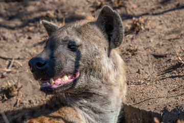 The spotted hyena is a highly successful animal, being the most common large carnivore in Africa....