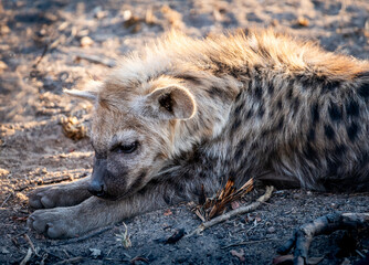 The spotted hyena is a highly successful animal, being the most common large carnivore in Africa....